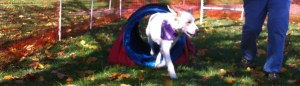 cropped-cooper-tunnel-barktoberfest.jpg