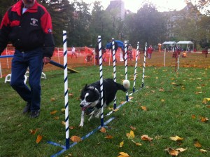 jill weaves barktober