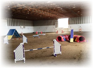 Flying Paws Club Picture